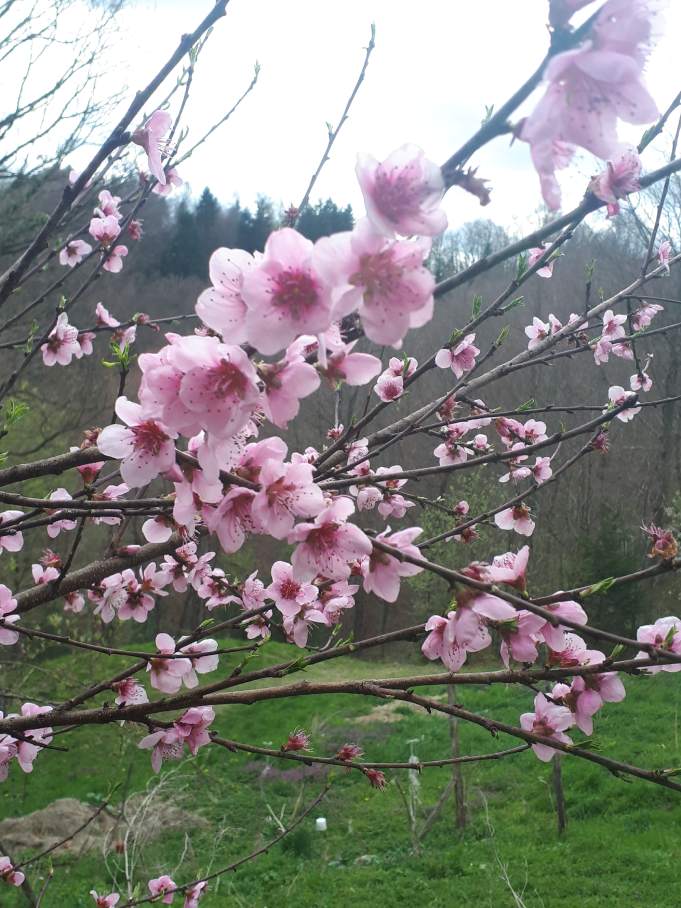 vinogradniška breskev v cvetju