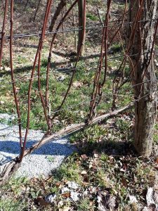 vinska trta pred obrezovanjem