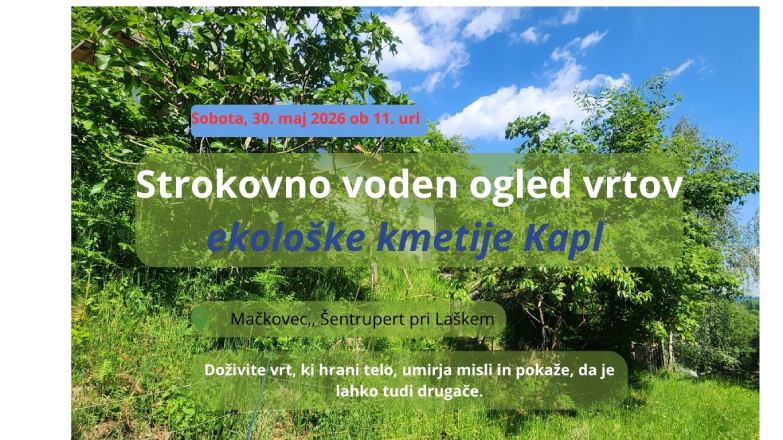 vrt z aktinidijami